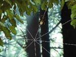 See a larger screenshot and Download a free trial of this beautiful Forest Life 3D Screensaver